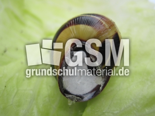 Hain-Bänderschnecke 002.jpg